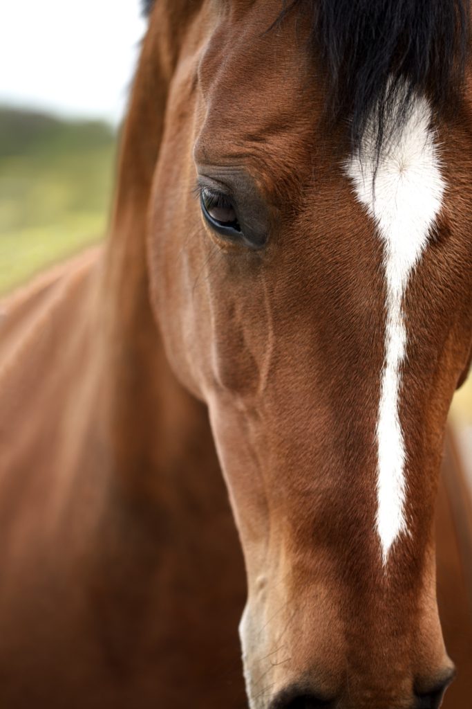 Nahaufnahme des Kopfes eines braunen Pferdes mit weißer Blesse