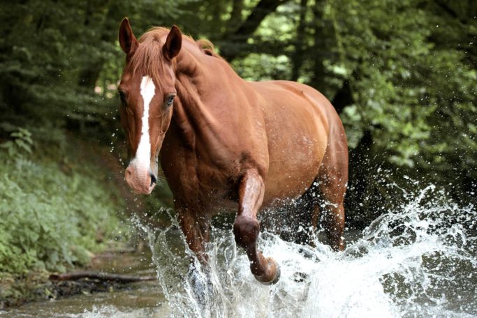 Ein fuchsfarbenes Pferd steht frei in einem Bach und plantscht im Wasser.