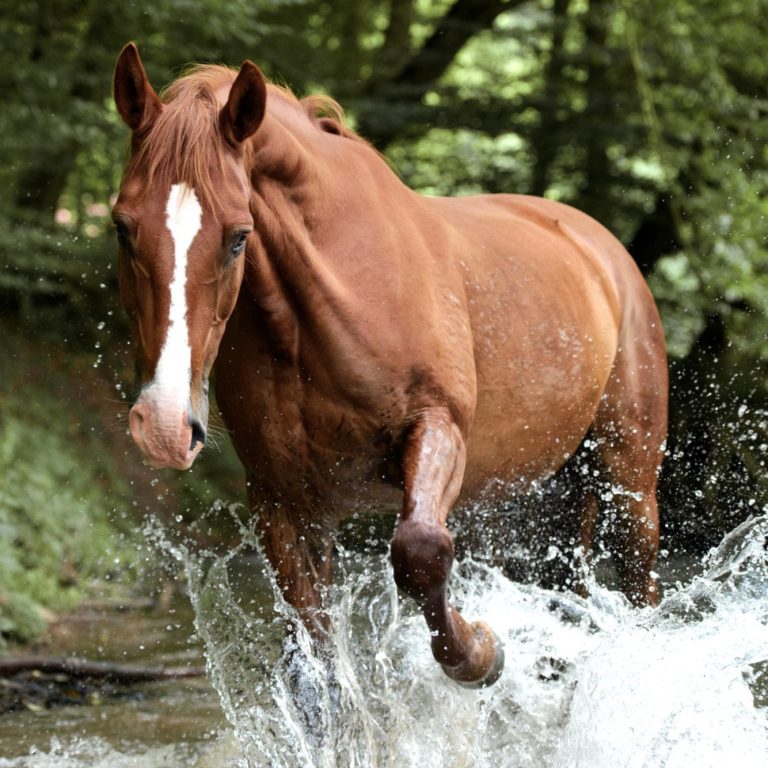 Pferd spielt im Bach Ein fuchsfarbenes Pferd steht frei in einem Bach und plantscht im Wasser.