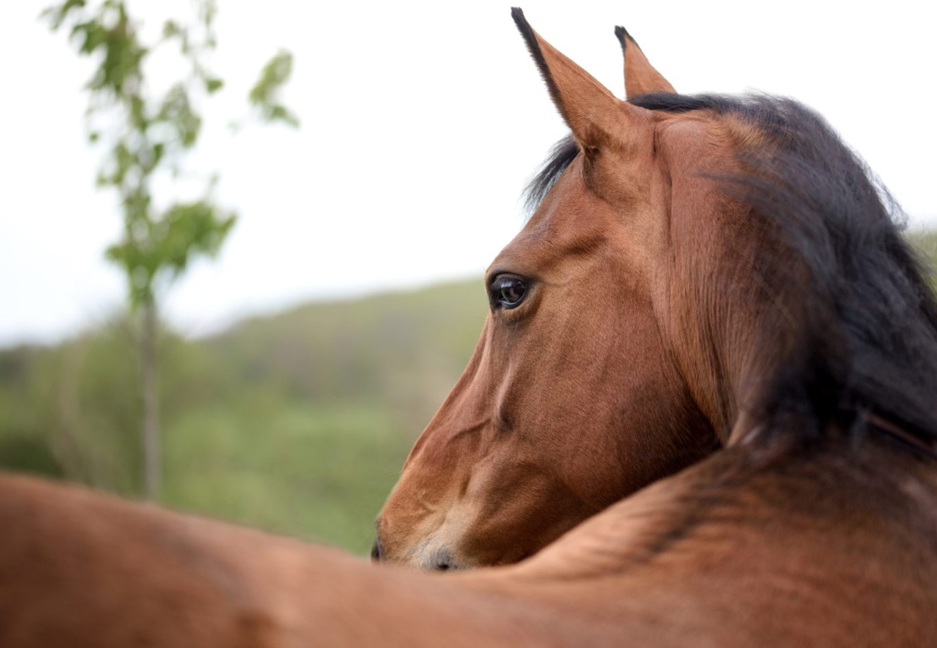 Nahaufnahme des Kopfes eines braunen Pferdes über den Rücken
