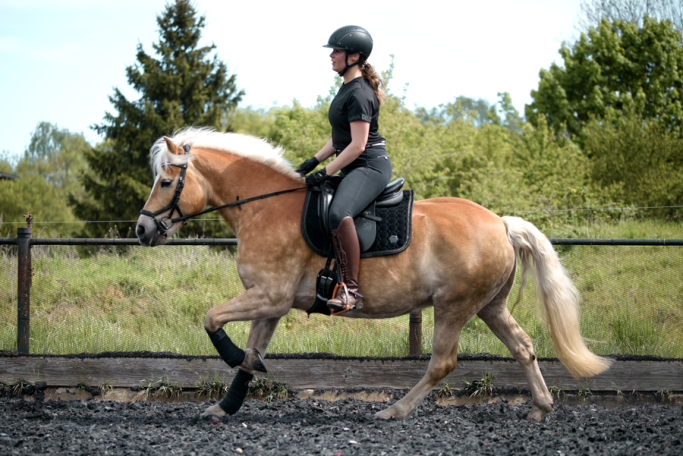 Eine Frau sitzt auf ihrem Pferd, ihrem Haflinger. Sie galoppieren über einen Platz.