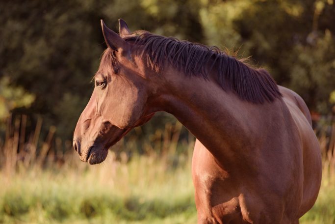Ein braunes Pferd steht auf einer Wiese im Sonnenuntergang und schaut zur Seite