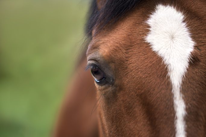 Nahaufnahme des Kopfes, vor allem des Auge eines braunen Pferdes mit Blesse